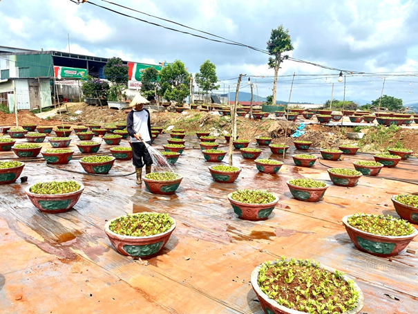 Nông dân huyện Ea H’Leo xuống giống hoa cúc vụ Tết